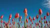 Rows of red tulips 