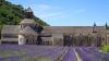 Lavender field at Abbaye Notre-Dame de Sénanque, Provence, France. Photo