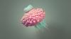 Animated pink and blue fruit floating against a grey background