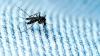 Aedes (Stegomyia) albopictus