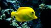 'All you have to do, to understand any language in the universe, is put a small, yellow, leech-like fish in your ear, and you will instantly hear the translation of the speaker in your head.' Francisco Gonzalez, licensed under CC BY-NC SA 2.0, adapted from the original.