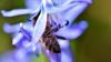 Bee pollinating a purple flower