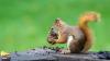 Squirrel eating an acorn