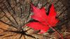 Maple leaf