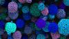 Cell delivery systems (pictured) for treatment of stroke, Parkinson’s Disease and bone regeneration are under development. Photo (c) Kevin Shakesheff