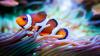 'The rise in ocean acidity levels is causing clown fish larvae to lose their ability to tell which are the best habitats for them to settle.' Image (c) nile, used under licence and adapted from the original.