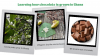 3 images of cocoa pods growing in trees, cocoa beans being dried and chocolate
