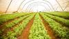 crops in polytunnel