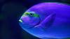 Purple and green surgeonfish swimming in dark water