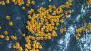 Rubber ducks floating in water 