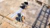 People excavating tiles at historical site 