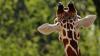 'You're having a giraffe!' means 'You're having a laugh' or 'you must be joking'. Image (c) Alexas_Fotos, licensed under Creative Commons CC.0 and adapted from the original.