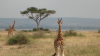 Photo of giraffe in the wild in Uganda