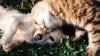 cat and dog playing in the grass
