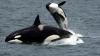 Adult and baby killer whale swimming in the ocean