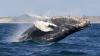 Humpback whale leaping in the ocean