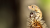 'Exercising mice perform better on memory tests.' Photo (c) Airwolfhound, licensed under CC BY-SA 2.0 and adapted from the original.