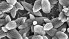 A nanoscale-level coating of zinc oxide on top of a copper plate. Photo (c) Oregon State University, licensed under CC BY-SA 2.0 and adapted from the original.