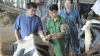 Two vets examine a cow
