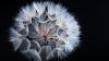 an image of a flower