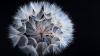 an image of a flower