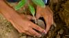 A close up photo of a person planting a tree