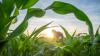 Promoting sustainable agriculture in Botswana