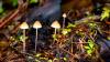 'María Sabina did not take credit for her poetry: the mushrooms ... spoke through her.' Image (c) Scott Darbey licensed under CC-BY-22.0 and adapted from the original.