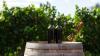 Two bottles of red wine on a barrel in a vineyard