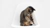 Cat sitting on a white chair