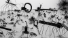 David Shrigley's Insects art work 