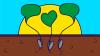 Seeds growing into heart and speech bubble shapes
