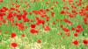 Our Shared Past - Remembering the First World War