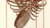Drawn image of a pineapple on a cream surface