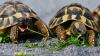 Two tortoises eating leaves