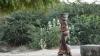 Photo of woman carrying a container on her head, she is walking along a track with bushes and plants in the background.