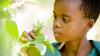 Young Kenyan student examines plant