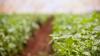 Crops growing