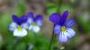 '[W]ild pansy could have potential uses in the treatments of cancer.' Image (c) kahvikisu, licensed under CC-BY-2.0 and adapted from the original.