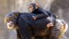  'I don’t want to think about it as a human being, but think about it as if I were a chimpanzee.' Photo (c) Robert Moran, licensed under CC BY 2.0 and adapted from the original.